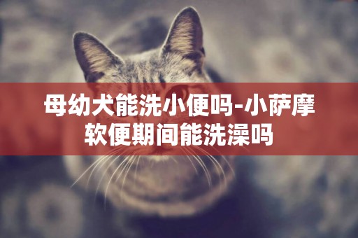 母幼犬能洗小便嗎-小薩摩軟便期間能洗澡嗎