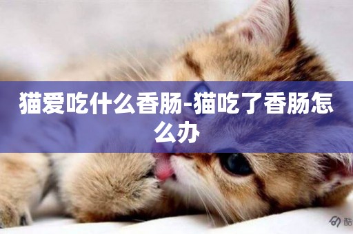 貓愛吃什么香腸-貓吃了香腸怎么辦