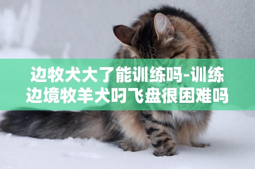 邊牧犬大了能訓練嗎-訓練邊境牧羊犬叼飛盤很困難嗎