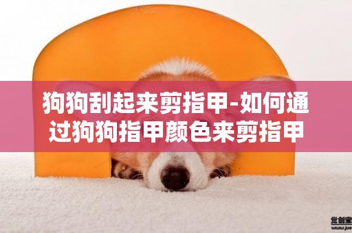 狗狗刮起來剪指甲-如何通過狗狗指甲顏色來剪指甲