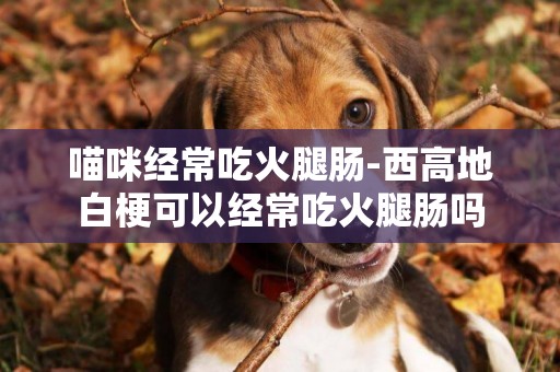 喵咪經常吃火腿腸-西高地白梗可以經常吃火腿腸嗎