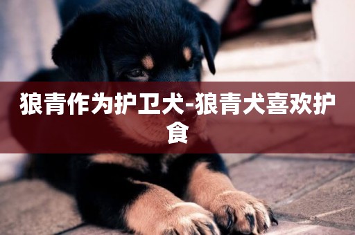 狼青作為護衛犬-狼青犬喜歡護食