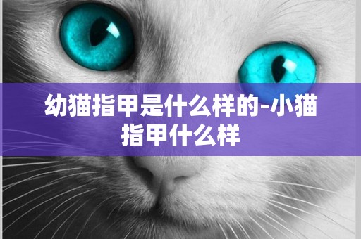幼貓指甲是什么樣的-小貓指甲什么樣