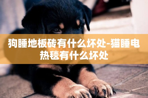 狗睡地板磚有什么壞處-貓睡電熱毯有什么壞處