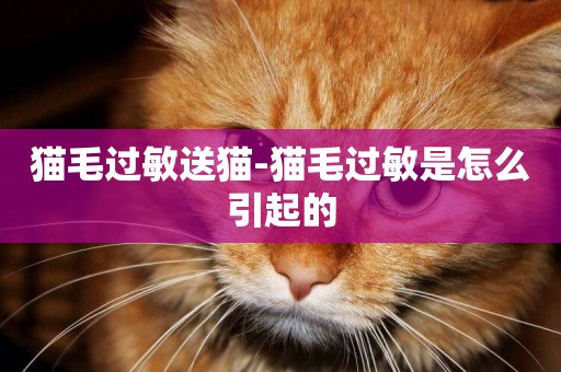 貓毛過敏送貓-貓毛過敏是怎么引起的
