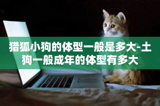 獵狐小狗的體型一般是多大-土狗一般成年的體型有多大