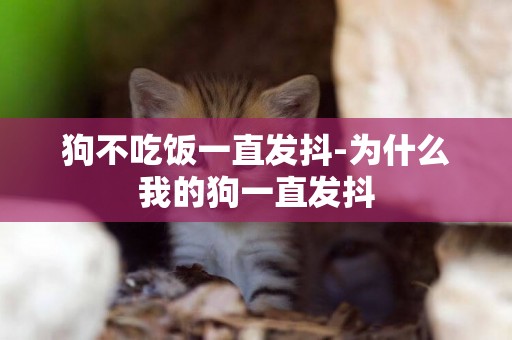 狗不吃飯一直發抖-為什么我的狗一直發抖