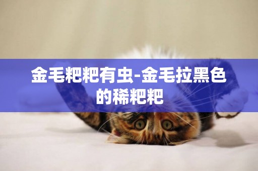 金毛粑粑有蟲-金毛拉黑色的稀粑粑