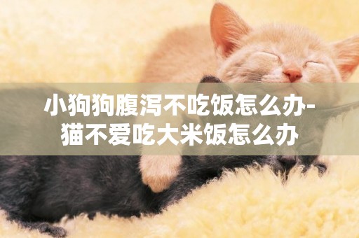 小狗狗腹瀉不吃飯怎么辦-貓不愛吃大米飯怎么辦