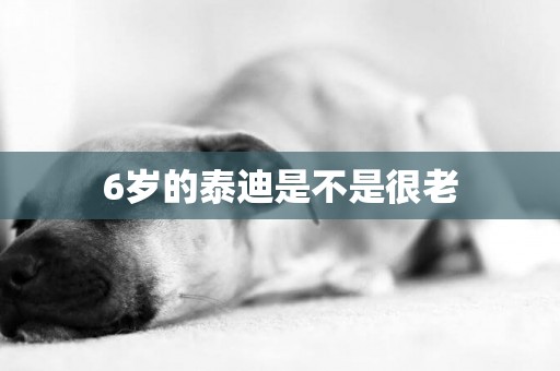 6歲的泰迪是不是很老