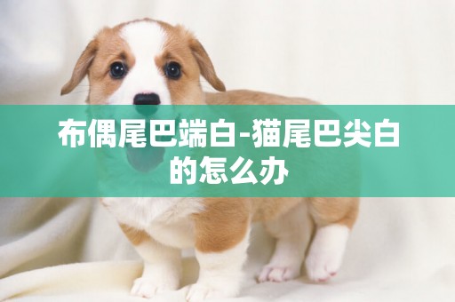 布偶尾巴端白-貓尾巴尖白的怎么辦