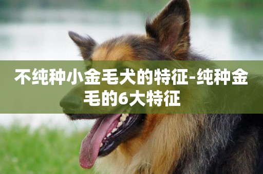 不純種小金毛犬的特征-純種金毛的6大特征