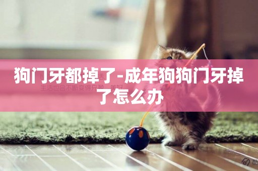 狗門牙都掉了-成年狗狗門牙掉了怎么辦
