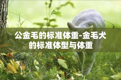 公金毛的標準體重-金毛犬的標準體型與體重