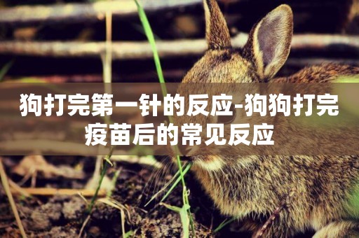 狗打完第一針的反應-狗狗打完疫苗后的常見反應