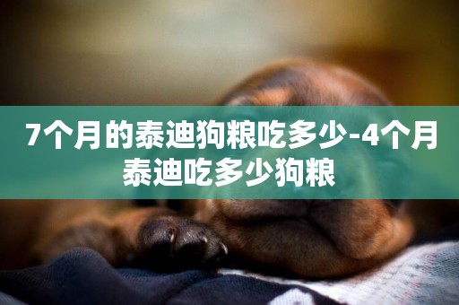7個月的泰迪狗糧吃多少-4個月泰迪吃多少狗糧