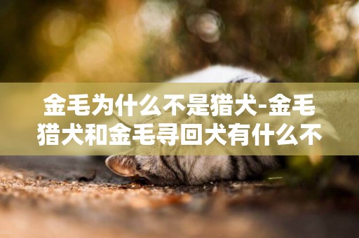 金毛為什么不是獵犬-金毛獵犬和金毛尋回犬有什么不同