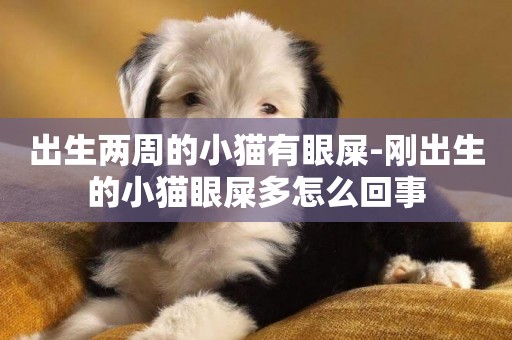 出生兩周的小貓有眼屎-剛出生的小貓眼屎多怎么回事