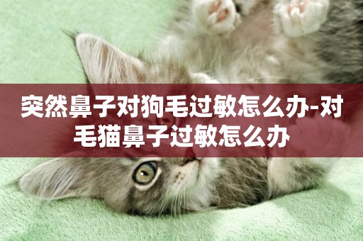 突然鼻子對狗毛過敏怎么辦-對毛貓鼻子過敏怎么辦