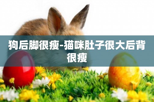狗后腳很瘦-貓咪肚子很大后背很瘦