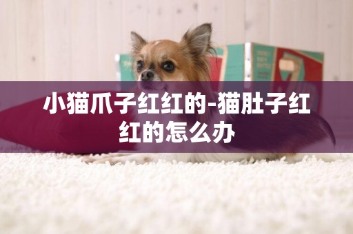 小貓爪子紅紅的-貓肚子紅紅的怎么辦