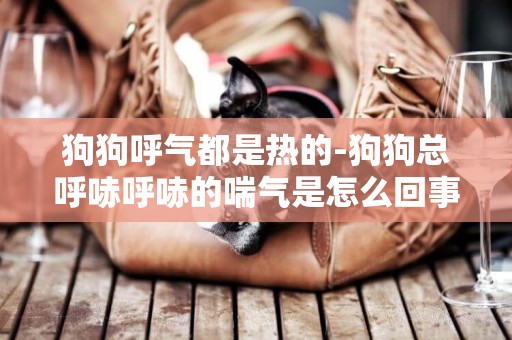 狗狗呼氣都是熱的-狗狗總呼哧呼哧的喘氣是怎么回事