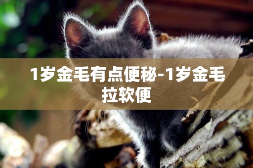 1歲金毛有點便秘-1歲金毛拉軟便