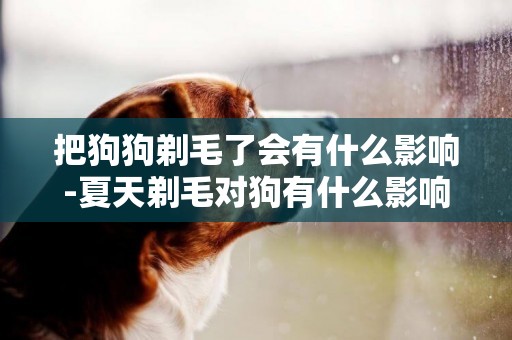 把狗狗剃毛了會有什么影響-夏天剃毛對狗有什么影響