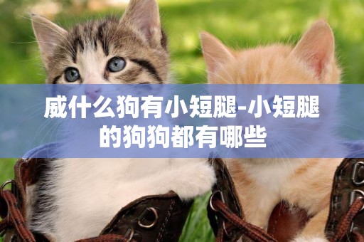 威什么狗有小短腿-小短腿的狗狗都有哪些