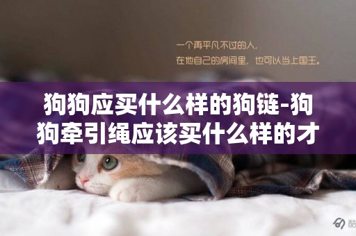 狗狗應買什么樣的狗鏈-狗狗牽引繩應該買什么樣的才好