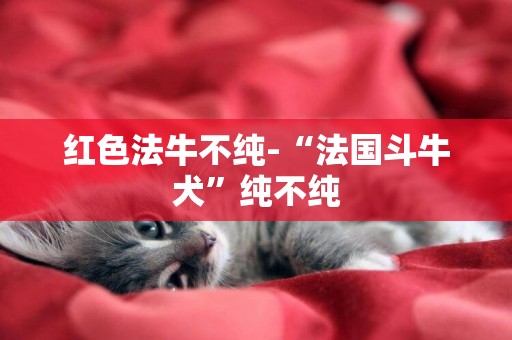 紅色法牛不純-“法國斗牛犬”純不純