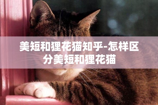 美短和貍花貓知乎-怎樣區分美短和貍花貓