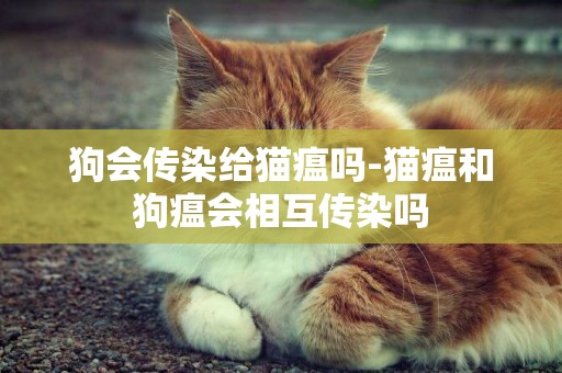 狗會傳染給貓瘟嗎-貓瘟和狗瘟會相互傳染嗎