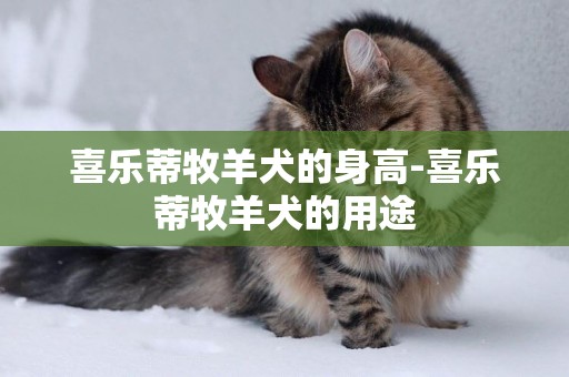 喜樂蒂牧羊犬的身高-喜樂蒂牧羊犬的用途