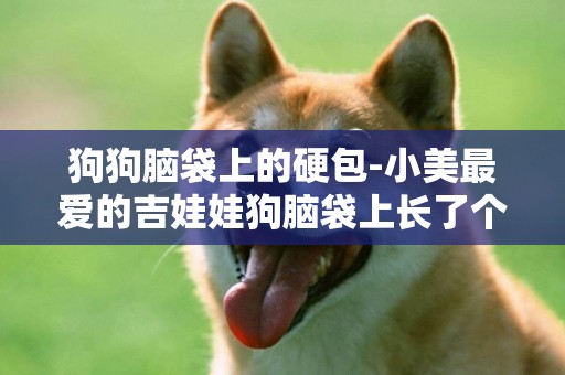 狗狗腦袋上的硬包-小美最愛的吉娃娃狗腦袋上長了個大包