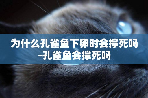 為什么孔雀魚下卵時會撐死嗎-孔雀魚會撐死嗎