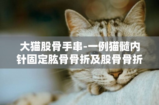大貓股骨手串-一例貓髓內針固定肱骨骨折及股骨骨折的手術案例