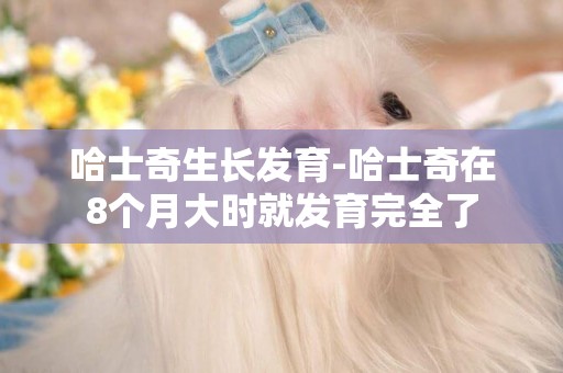 哈士奇生長發育-哈士奇在8個月大時就發育完全了