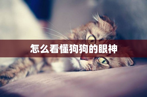 怎么看懂狗狗的眼神