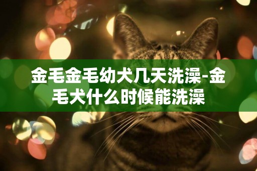 金毛金毛幼犬幾天洗澡-金毛犬什么時候能洗澡