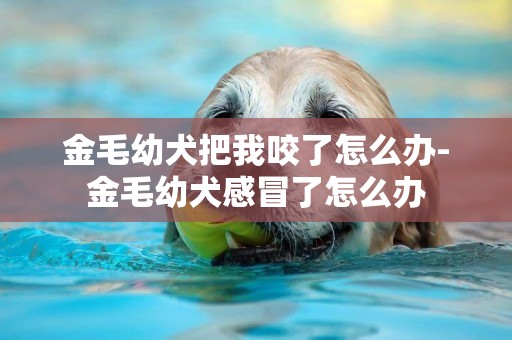 金毛幼犬把我咬了怎么辦-金毛幼犬感冒了怎么辦