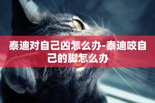 泰迪對自己兇怎么辦-泰迪咬自己的腳怎么辦
