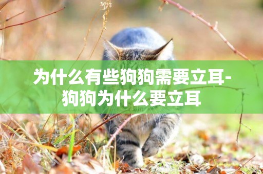 為什么有些狗狗需要立耳-狗狗為什么要立耳