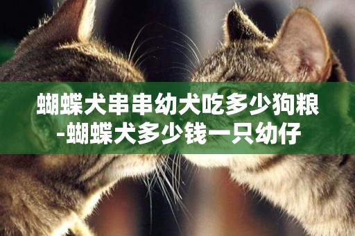 蝴蝶犬串串幼犬吃多少狗糧-蝴蝶犬多少錢一只幼仔