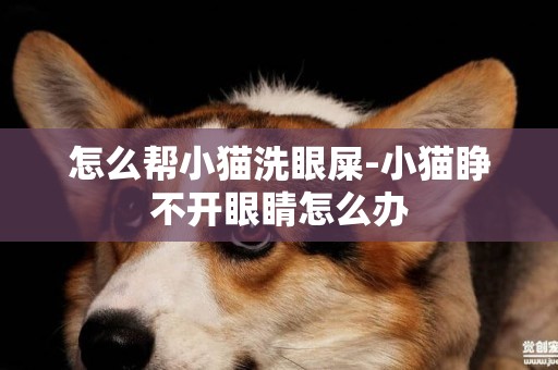 怎么幫小貓洗眼屎-小貓睜不開眼睛怎么辦