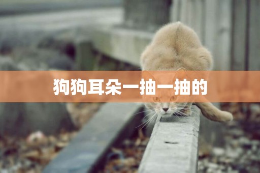 狗狗耳朵一抽一抽的