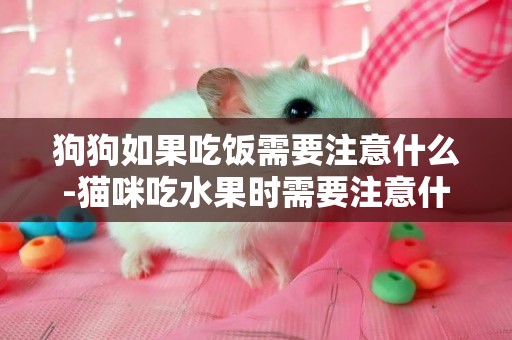 狗狗如果吃飯需要注意什么-貓咪吃水果時需要注意什么