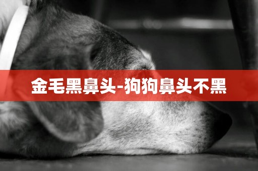 金毛黑鼻頭-狗狗鼻頭不黑