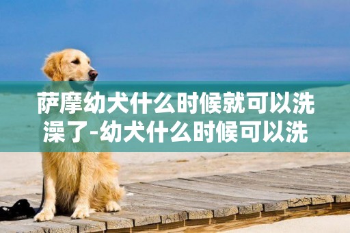 薩摩幼犬什么時候就可以洗澡了-幼犬什么時候可以洗澡
