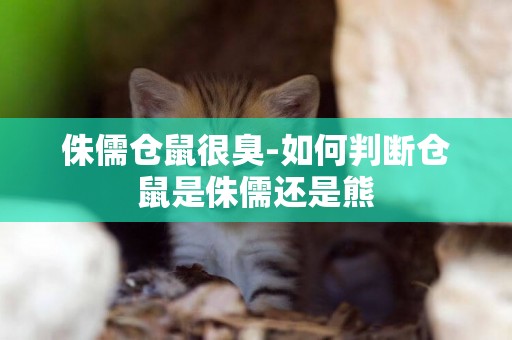 侏儒倉鼠很臭-如何判斷倉鼠是侏儒還是熊
